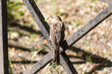 bird of prey