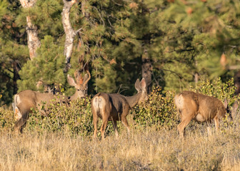 Naklejka na ściany i meble Mule deer buck and does in forest in autumn