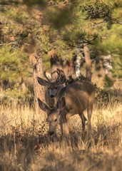 Mule Deer buck and doe in autumn
