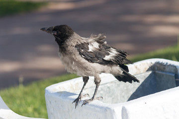 crow on fence