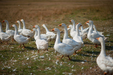 Geese in the grass. Domestic bird. A flock of geese walking in the field