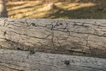 Textured wooden rail with insect trails
