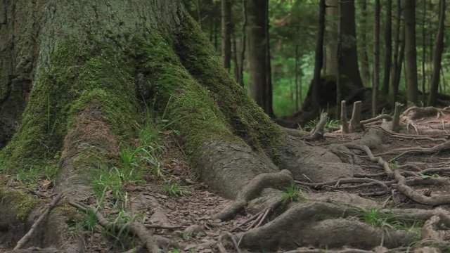 Poland,Zakopane, In the middle of an old forest. Roots stick out of the ground. Very artistic shot. Terrible and wild. Panning camera, Pan, Closeup