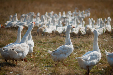 Geese in the grass. Domestic bird. A flock of geese walking in the field