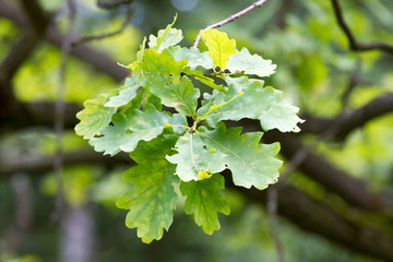 green leaves of a oak tree