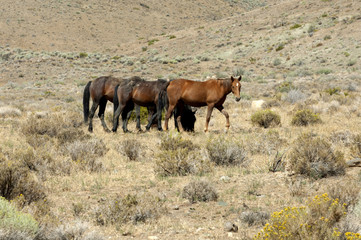 Group of Wild Mustangs