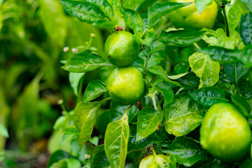 Fresh pepper in autumn garden