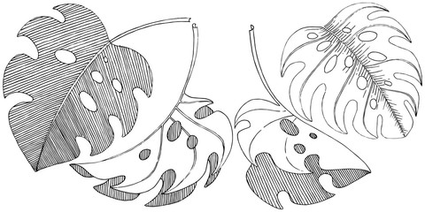 Naklejka premium Vector tropical leaves in a watercolor style isolated. Vector leaf for background, texture, wrapper pattern, frame or border.