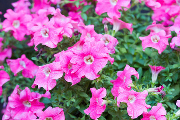 pink flowers in the garden