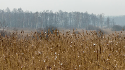 the nature of southern Poland