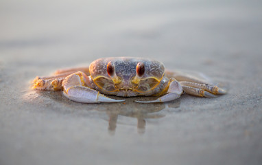 NC Ghost Crab