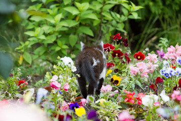 bear in the garden with cat