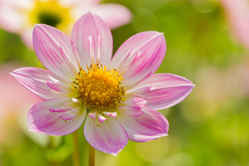 Pinke Halskrausendahlie (Asteracea) in der Morgensonne.