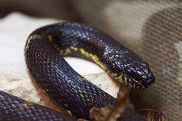 black snake
