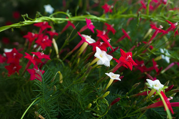 Ipomoea quamoclit (Cypress vine). Tropical plant in the form of a star white, scarlet and pink