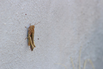 A grasshopper on a wall