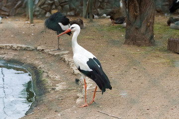 white stork