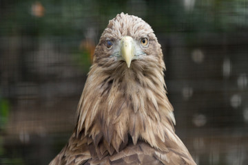 portrait of an eagle 3