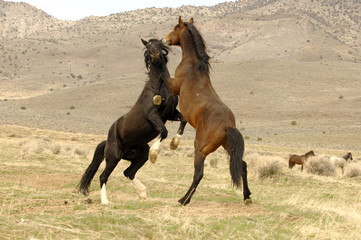 Wild Mustang Stallions Confrontation