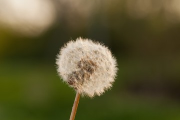 dandelion seed head