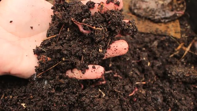 Macro shot of worms and larvae that move in the fertile soil, are used to fertilize the soil and make it good for crops. animals used as bait in fishing to catch fish. Concept:biology, soil fertility.