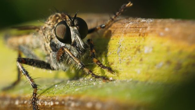 Portrait of a predatory fly Asilidae sitting on a plant stem. Macro shot.