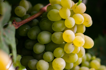Fresh grapes in autumn garden