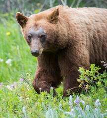 Fototapeta premium Black bear in the Canadian wilderness