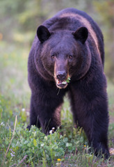 Obraz na płótnie Canvas Black bear in the Canadian wilderness