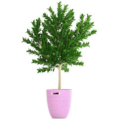 Decorative tree on a white background,  topiary.