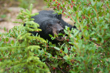 Black bear in the Canadian wilderness