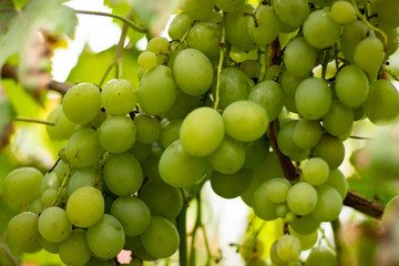 Fresh grapes in autumn garden