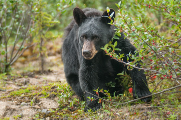 Black bear in the Canadian wilderness