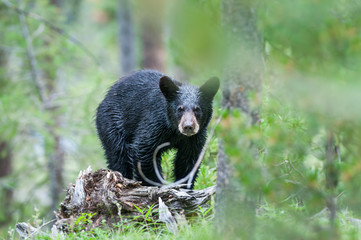 Black bear in the Canadian wilderness