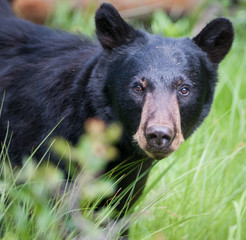 Black bear in the Canadian wilderness - 223066475