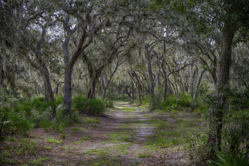 Fototapeta premium Path Less Traveled