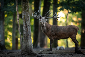 Deer in the forest