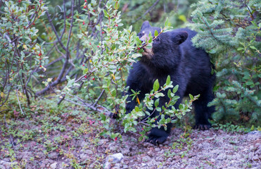 Fototapeta premium Black bear in the Canadian wilderness