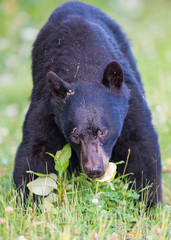 Black bear in the Canadian wilderness