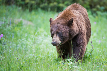 Obraz na płótnie Canvas Black bear in the Canadian wilderness