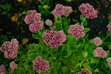 Colorful bush in the autumn garden