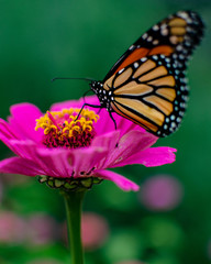 butterfly on flower