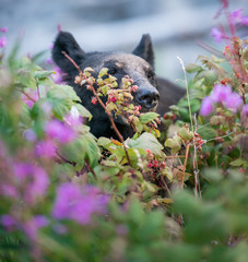 Black bear in the Rocky Mountains