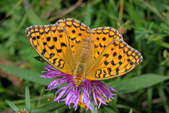 farfalla arancione (Argynnis adippe)