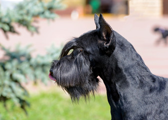 Giant Schnauzer portrait. The Giant Schnauzer stands on the green grass in city park.