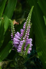 False dragonhead