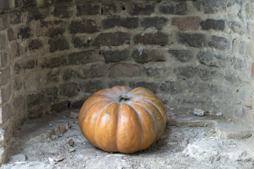 orange pumpkin harvested in the nature, perfect to use for the halloween festivity