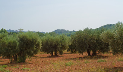 Olivenhain in der Provence © E. Schittenhelm