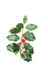Sprig of Christmas Holly