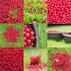 Plucked red currants compilation with various views, close-ups, backgrounds and uses, like juice making and also with a ladybug